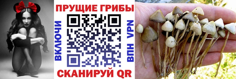 Купить где  Куса  Галлюциногенные грибы Cubensis 
